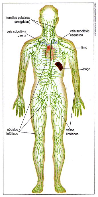 Sistema Linfático Órgãos e tecidos
