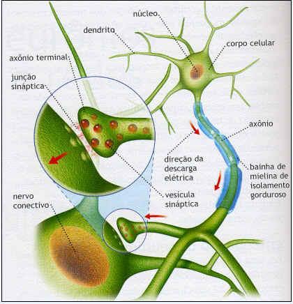Sistema Muscular As sinapses químicas também ocorrem nas junções entre as terminações dos axônios e os músculos; essas junções são chamadas placas motoras ou