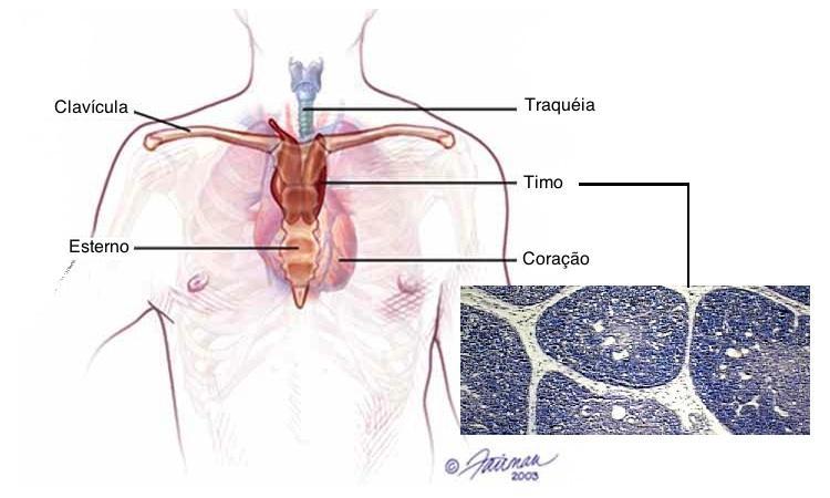 Ao longo da vida, o timo involui (diminui de tamanho) e é substituído