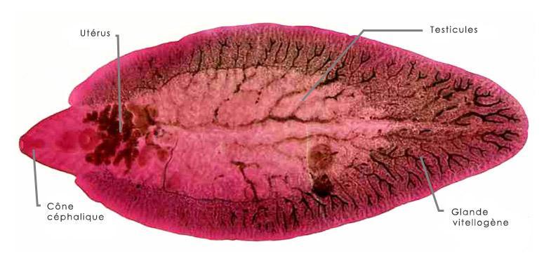 Sistema Digestório - anexos Fígado: Fasciola hepatica Fasciola hepatica http://www.parasitologie.uhpnancy.