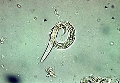 Estágios nas fezes Larvas pulmonares Dictyocaulus viviparus é o único nematóide pulmonar de bovinos.
