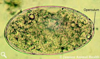 Fasciola hepatica Paramphistomum cervi Eurytrema