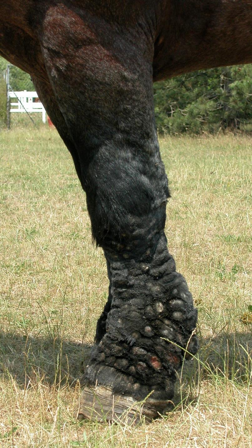 Ectoparasitas Ácaros: Chorioptes Sítios preferenciais são os cascos, parte inferior das pernas e cauda, de onde pode se espalhar para os úberes e entre as patas