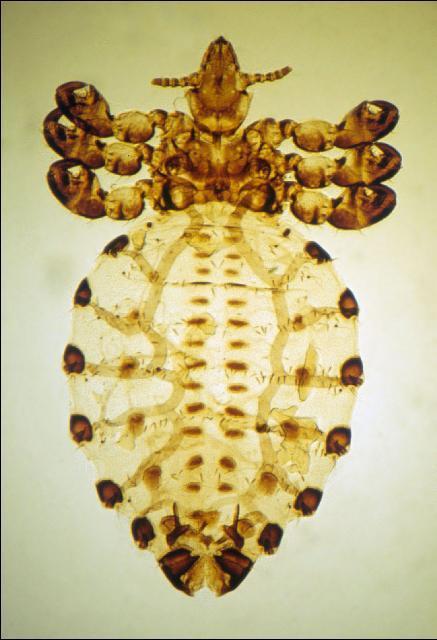 Ectoparasitas Haematopinus Piolhos: Haematopinus spp