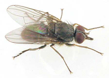 Ectoparasitas Moscas: Haematobia irritans (mosca dos chifres)