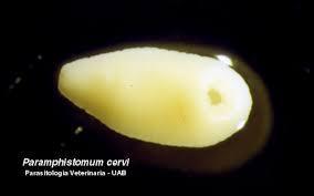 Sistema Digestório Rúmen/Retículo Paramphistomum cervi Paramphistomum cervi