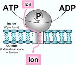 As 3 categorias de ATPases transmembrana P-ATPases P-ATPases recebem esse nome porque são transitoriamente fosforiladas com o fosfato-gama do ATP durante o