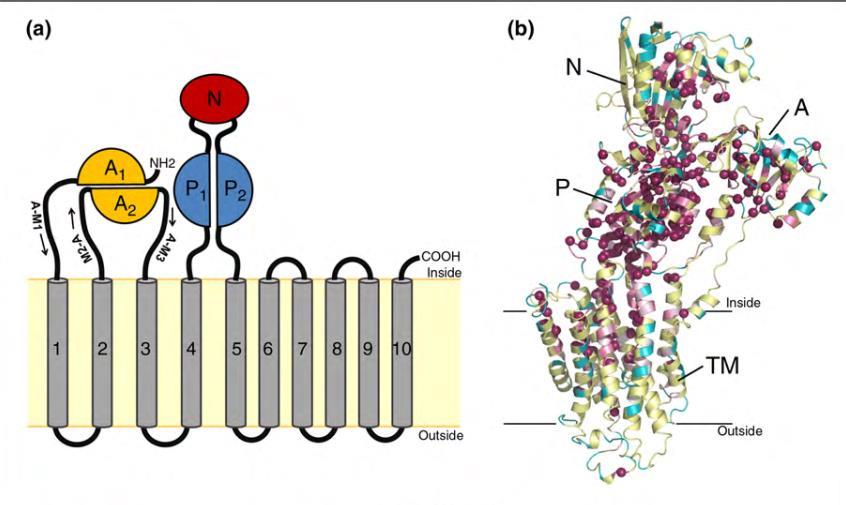 Estrutura típica das P-ATPases N =