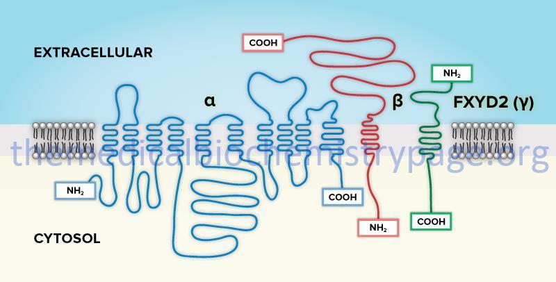 A Na/K-ATPase