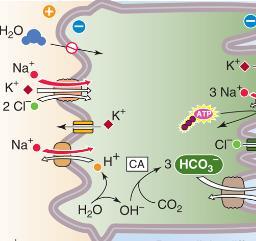 O co-transporte Na/K/Cl na alça de henle ascendente