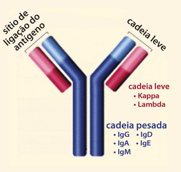 Mieloma múltiplo e proteína monoclonal No mieloma, um câncer dos plasmócitos na medula óssea, um plasmócito em particular (um clone) é duplicado em um número muito grande de vezes, causando produção