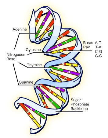 Genoma: Código da Vida Genoma: conjunto de moléculas do DNA de um organismo (gens ou cromossomos) DNA: longa sequência de apenas 4 substâncias