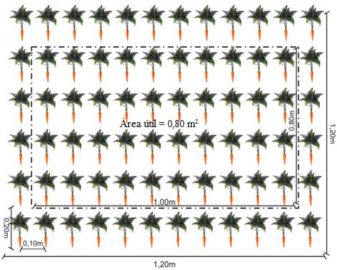 Figura 1 - Representação gráfica da parcela experimental de cenoura plantada no espaçamento de 0,20 m x 0,10 m em função de quantidades de flor-de-seda incorporadas ao solo e de seus tipos de
