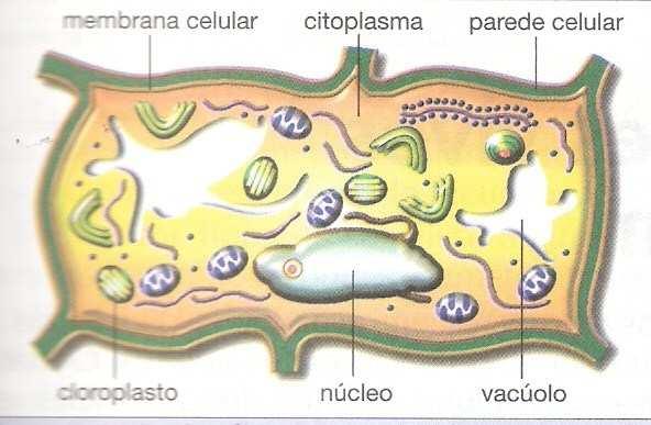 MITOCÔNDRIA: Organela responsável pela respiração celular. É pela respiração celular que a célula consegue energia para realizar suas atividades. Presente na célula animal e vegetal.