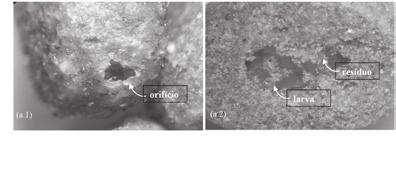 Micrografias estereoscópicas dos orifícios da embalagem de petfood: (a.1) acometidos pelos besouros e (a.2) presença de ácaros acessando a ração [40-60x].