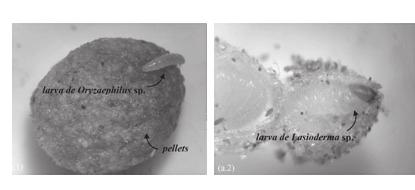 Micrografias estereoscópicas de Oryzaephilus sp.: (a.1) e (a.2) presença dos gêneros Oryzaephilus sp. & Lasioderma sp. (estágio: adultos e larvas) em embalagens de ração para cães [60-40x]. FIGURA 4.