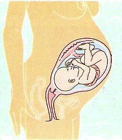 ventre materno, dentro do útero.