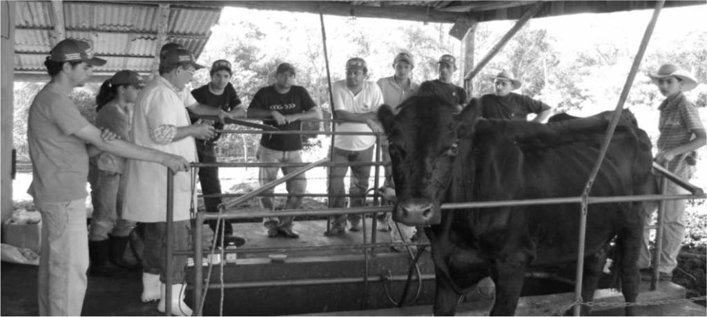 Figura 10 Treinamento sobre Manejo e Casqueamento de bovinos de leite realizado na Comunidade de Santa Maria no município de Campo Bonito (SENAR/UNIOESTE/ COOPLAF).