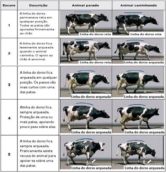 24 Figura 7 Escore de locomoção Fonte: Oliveira (2007). 2.