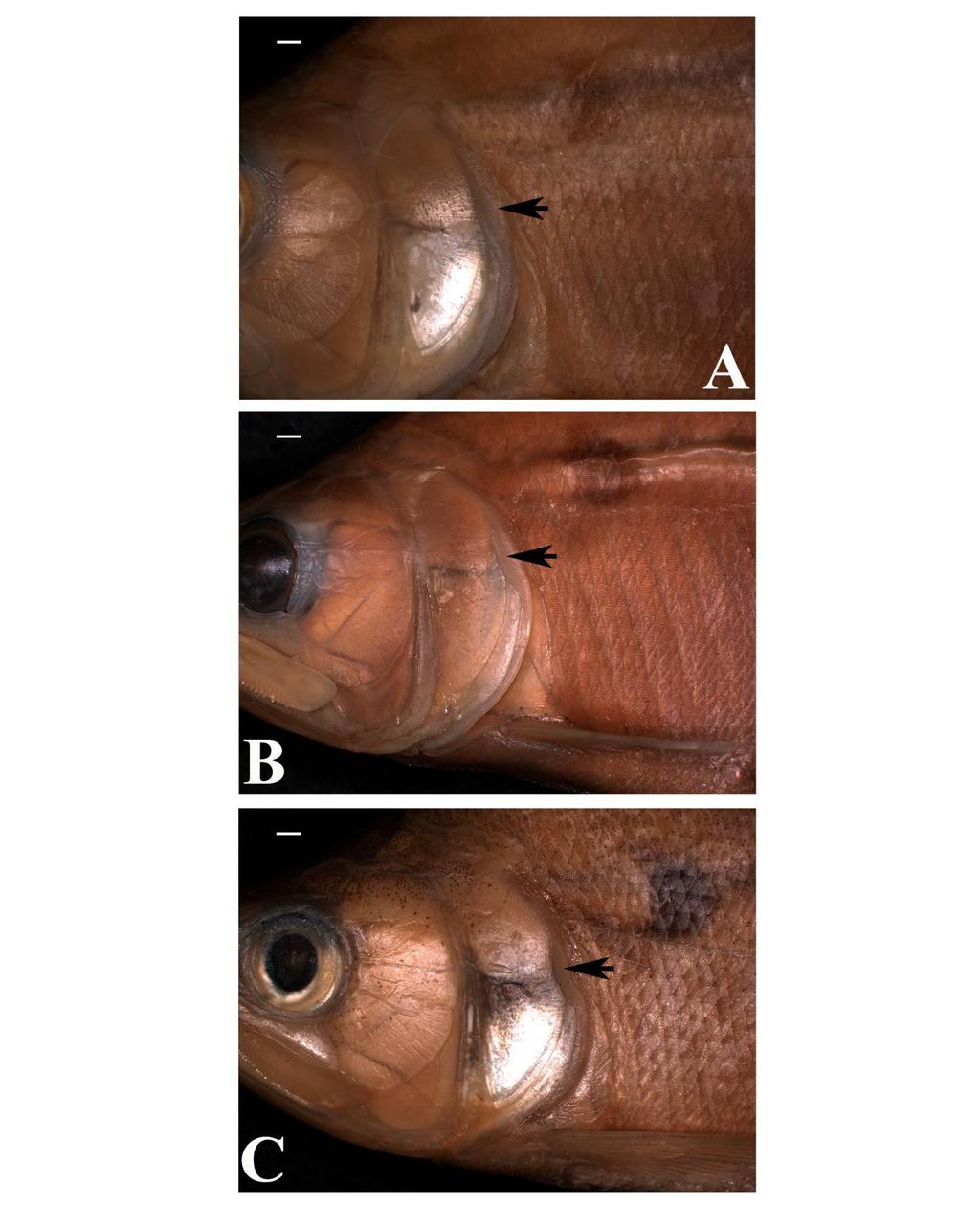 Figura 12 Vista lateral da região anterior de (A) Galeocharax humeralis MZUSP 19907, 144,4 mm CP; (B) Galeocharax gulo MZUSP
