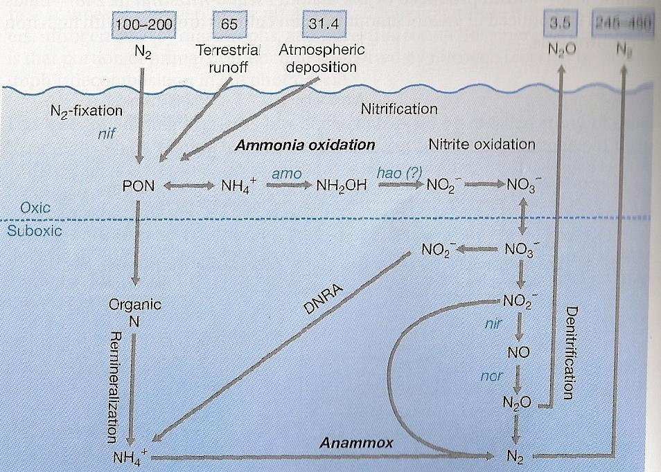 NOVO CICLO DO AZOTO (adapt. Francis, 2007) Produção anual de N 2 nos oceanos é apenas ca. metade do total removido.