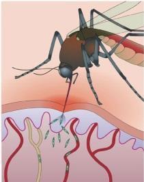 Neste estudo queremos entender melhor como o parasita da malária é transmitido das pessoas para os mosquitos.