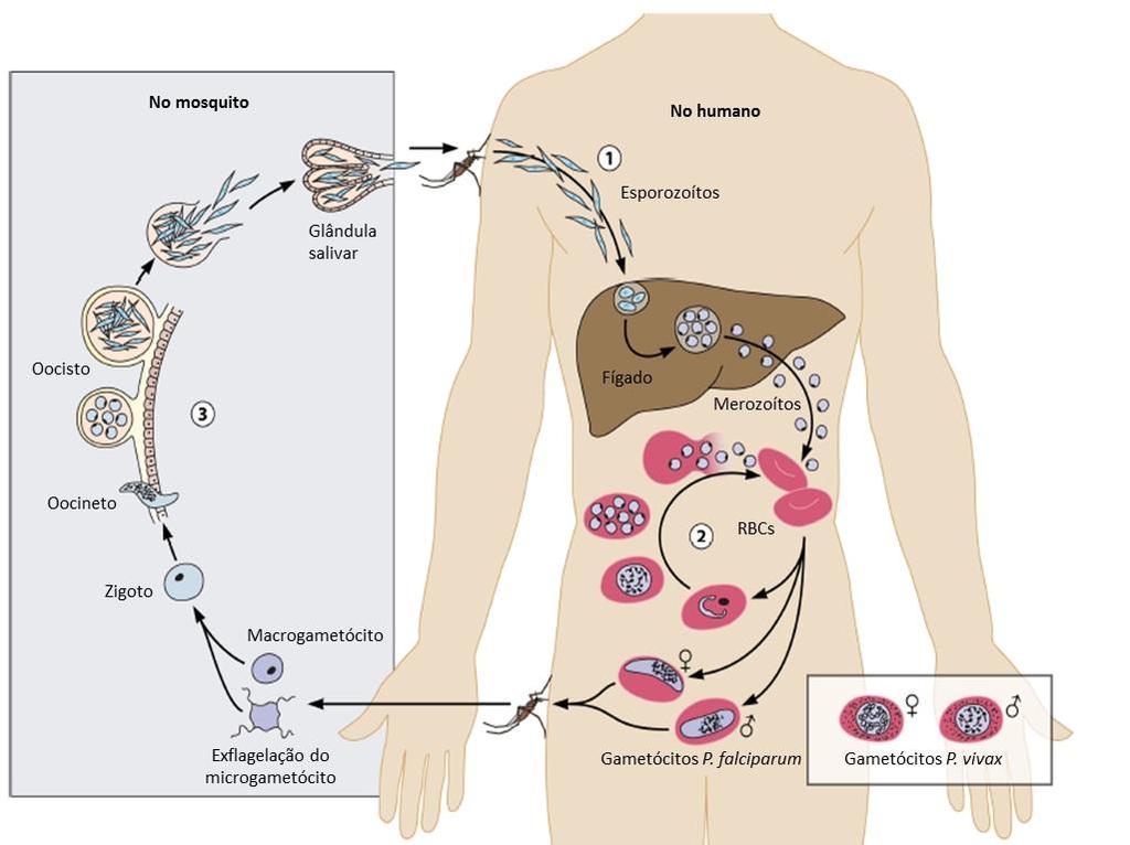 4 Figura 3. Ciclo Biológico de Plasmodium sp. (13).