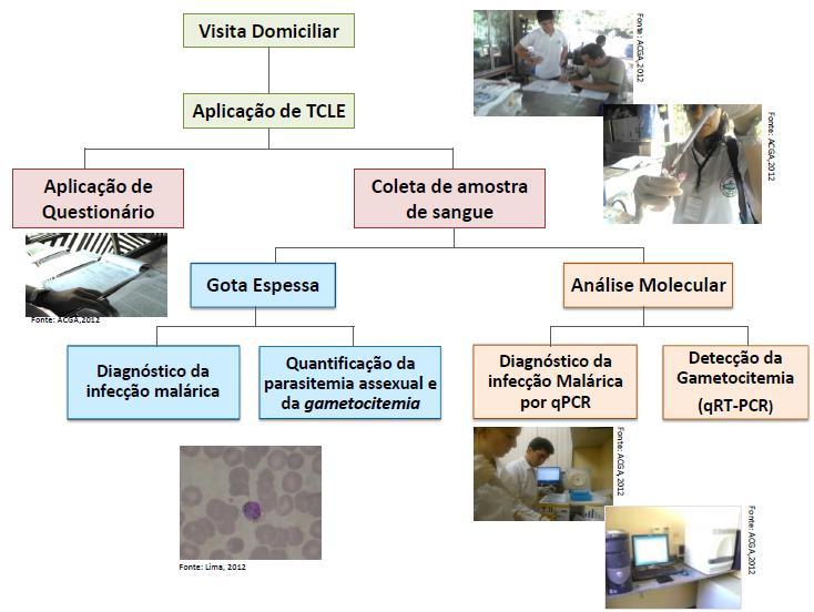 18 para extração de RNA e detecção e quantificação dos gametócitos por RT-qPCR.