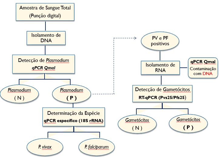 21 Figura 7. Fluxograma da Análise Molecular das amostras do estudo. N=negativo, P=positivo Para a detecção dos gametócitos de P. falciparum e P.