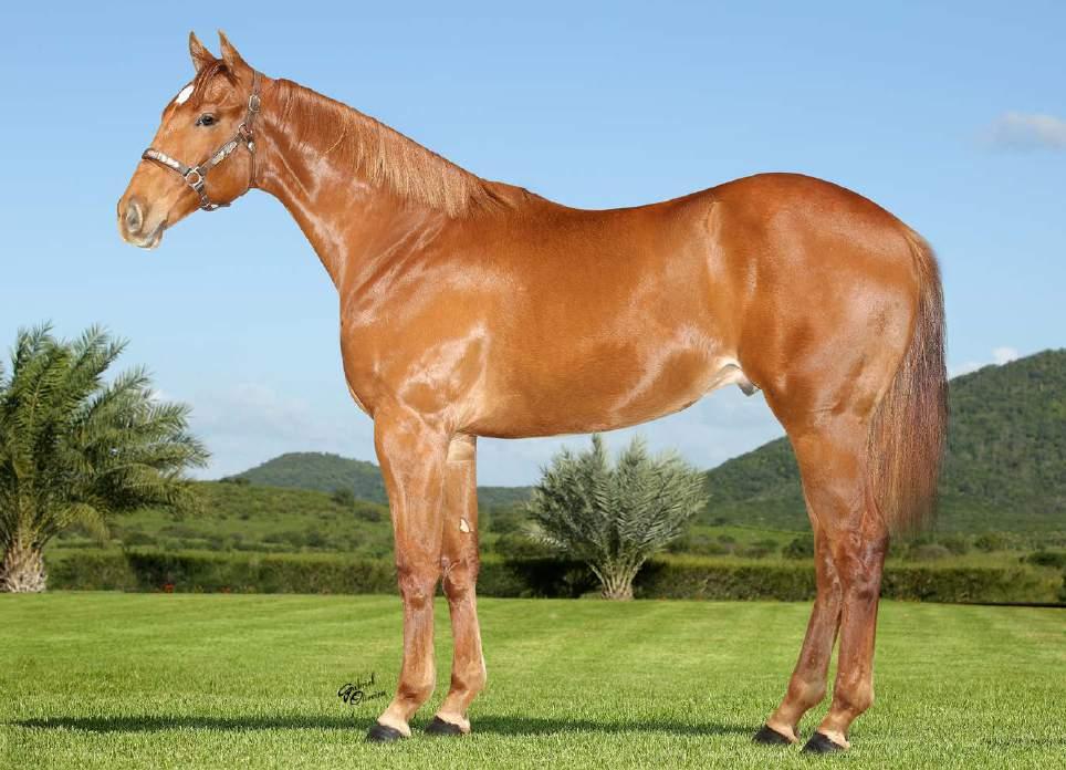 03 LOTE MALBORO ONLY P249868 M ALAZÃO 10/08/16 Vendedor: FAZENDA HARAS CLARO NORDICK ONLY VM HANNA LIKE A MAN BLAZEN BRYAN FOR TEARS ONLY TAC IT LIKE A MAN PERREGAUX CHICKS BEDUINO AND SO IT GOES