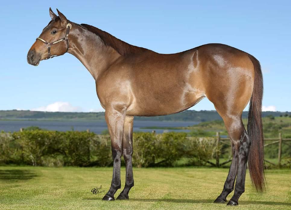 15 LOTE EASE BLUE JESS FSF P244302 F CASTANHO 12/07/16 Vendedor: FAZENDA SÃO FRANCISCO JESS LOUISIANA BLUE ESPOLETA EASE PK MR JESS PERRY THE LOUISIANA GIRL HOLLAND EASE QUEEN DARLIN SA STREAKIN LA