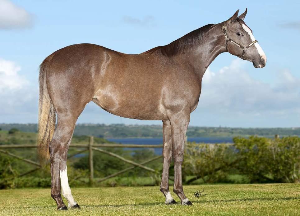 19 LOTE PYC ANGEL FSF P252079 F ZAINO 01/09/16 Vendedor: FAZENDA SÃO FRANCISCO PYC PAINT YOUR WAGON APOLLITICAL ANGEL CORONA CARTEL DASHIN FOLLIES MR JESS PERRY APOLLITICAL TIME HOLLAND EASE CORONA