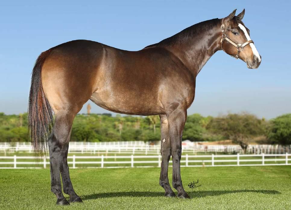 28 LOTE LABAREDA APPEALS RIL P244878 F ZAINO 11/09/16 Vendedor: HARAS PRIMAVERA APPEALS KING SPECIAL PRESS SECRETARY STRAWFLY SPECIAL QUEEN OF APPEALS OCEAN RUNAWAY JENNIFER KATE SPECIAL EFFORT FLY