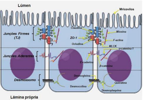 Apoptose