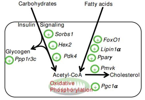 following acute and chronic β2-adrenergic stimulation: