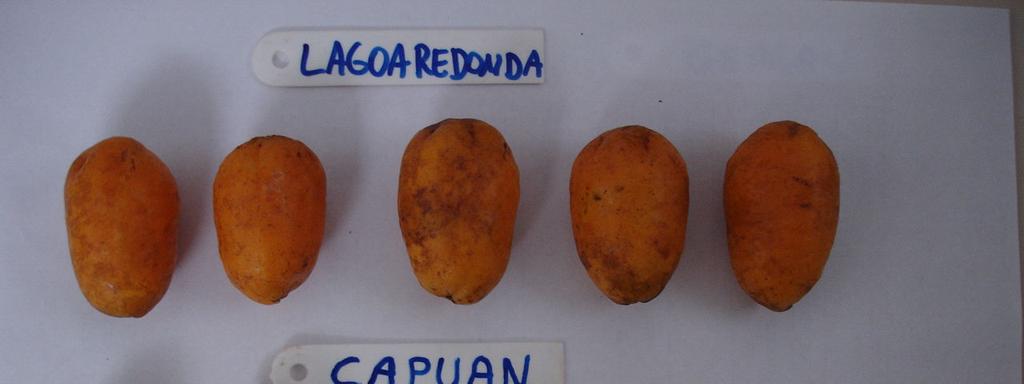 Figura 1. Detalhe dos frutos dos clones de cajazeira Capuan e Lagoa Redonda. Limoeiro do Norte, CE, 2009.