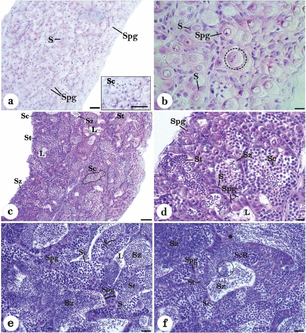 Figure 5. Spermatogenesis in A. bimaculatus. Immature: (a, b) Proliferation of spermatogonia (Spg) in the beginning of gonadal development. Inset: Spermatocyte cyst (Sc).