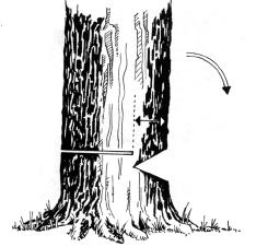 Ilustração 11 - Corte inicial para a derrubada de uma árvore Em seguida faça um corte no lado oposto, abrindo uma boca em um ponto ligeiramente acima do corte do lado oposto.