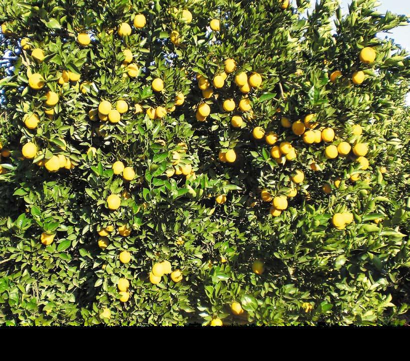 Custo Total de produção de laranja na região de Araras (SP) - estudo de caso 3 Item Safra 2008/09 Safra 2009/10 Var% (ha) R$/hectare R$/cx R$/hectare R$/cx (entre safras) A. Mão-de-obra...R$ 1.518,85.