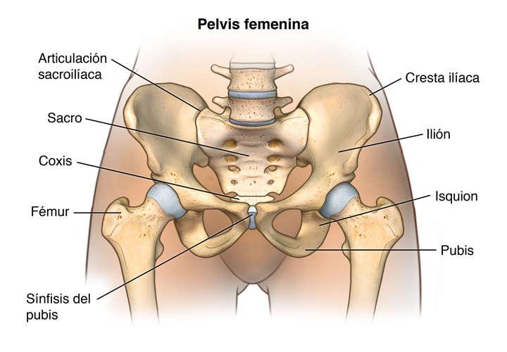 EXERCÍCIOS CINTURA PELVICA Uttanasana postura do intenso alongamento para frente em pé Flexão dos quadris Purvottanasana postura da prancha para