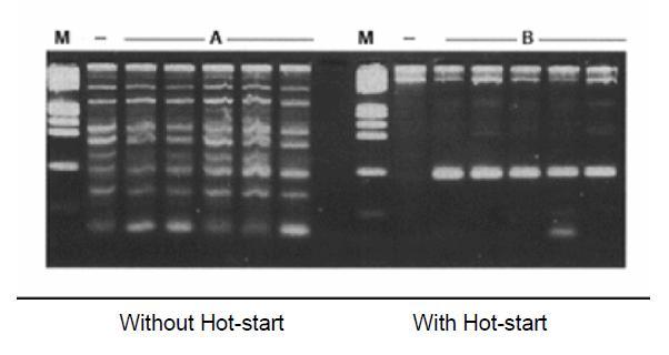 HOT START PCR