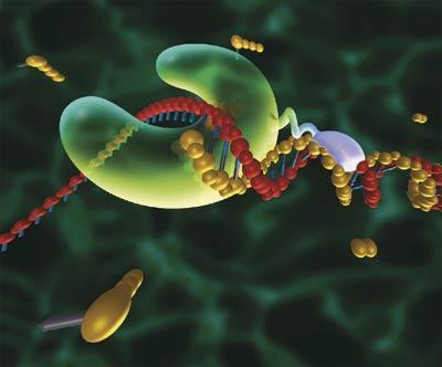 A atividade da Taq DNA polimerase é inibida durante a preparação da reação
