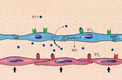 NORMAL Vasoconstritor Parácrino Lúmem SHP Vasodilatador Endócrino Lúmem Células Endoteliais Receptor Células Endoteliais Receptor Células