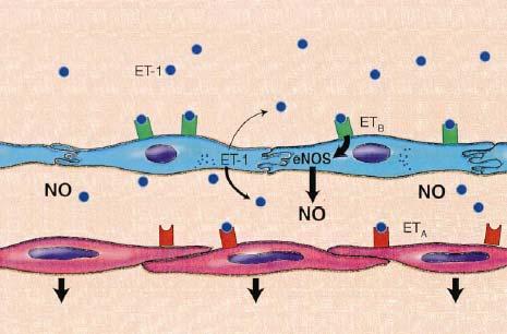 Figuras 4. Efeito da ET-1 na microvasculatura na SHP (Fallon & Abrams 2000).
