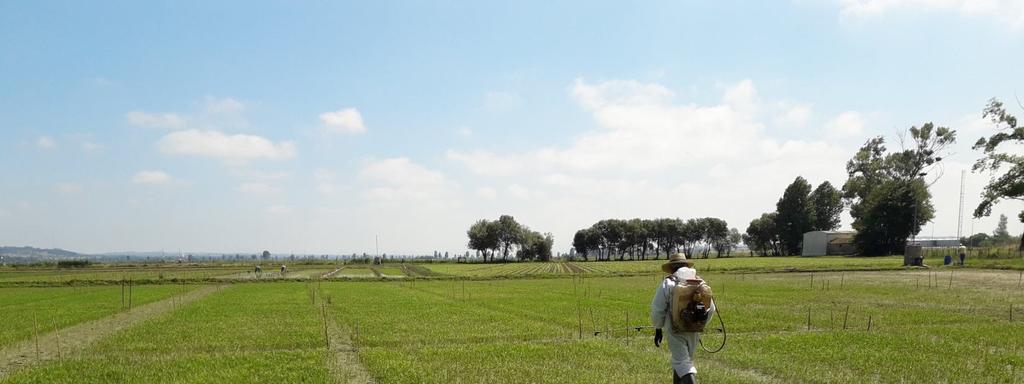 Aplicação de bioestimulantes no ensaio instalado no Campo do Bico da Barca, 2018 (fotografia de António Jordão) 6 Maneio da água O canteiro foi drenado em 3 fases, sendo a primeira após a germinação