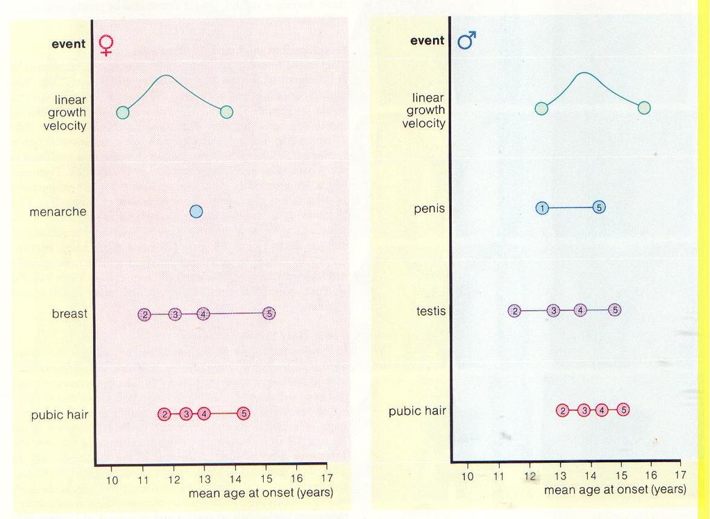 Seqüência e cronologia dos eventos puberais Meninas Meninos Crescimento