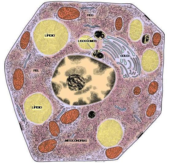 Células secretoras de esteróides Encontradas nos testículos, ovários e adrenais.