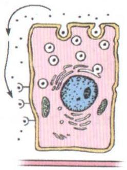 as células alvo, o hormônio chega por difusão ou pelo capilar.