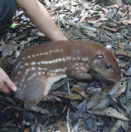 O Instituto Mamirauá realiza, há 14 anos, o monitoramento das atividades de caça na Reserva Amanã (AM), além de pesquisas científicas com foco no estudo de espécies potencialmente caçadas na região,