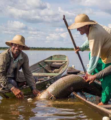 Notícia Pirarucu, só se for legal: manejadores realizam feiras para comercialização do peixe no Amazonas Por Amanda Lelis Muito conhecido na região Norte do País, o pirarucu é um dos maiores peixes